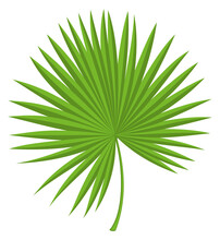 Green Fan Leaf. Natural Jungle Palm Branch