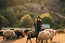 Female Shepherd And Flock Of Sheep At A Lawn