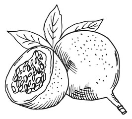 Poster - EXotic fruit engraving. Sweet tasty granadilla sketch