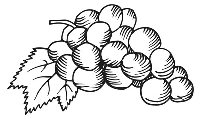 Wall Mural - grape bunch engraving. wine berries hand drawn sketch