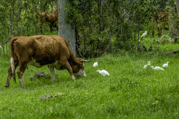 cows in the meadow