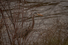 Great Blue Heron Hides Among The Reeds