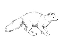 Vector Hand-drawn Illustration Of Polar Fox In Engraving Style. Black And White Sketch Of Wild Arctic Animal.