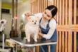 © tonefotografia - Female professional groomer trimming haircut dog at pet spa grooming salon