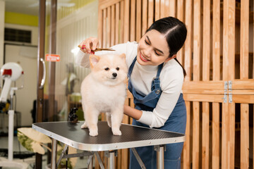 female professional groomer trimming haircut dog at pet spa grooming salon