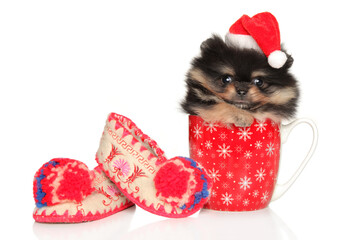 Poster - Spitz puppy in red Christmas hat sits in a mug