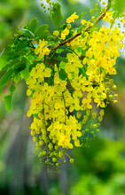 Yellow Flowers In Spring