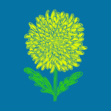 Chrysanthemum Flower. Hand Drawn Floral Illustration. Pen Or Marker Sketch. Vector Hand Drawn Design Print. Natural Pencil Drawing