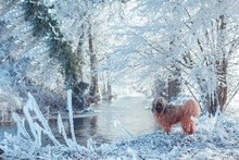 Dog At Icy River