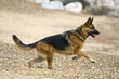 german shepherd dog on the beach