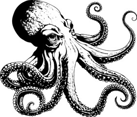 Wall Mural - Octopus sketch. Hand drawn vector