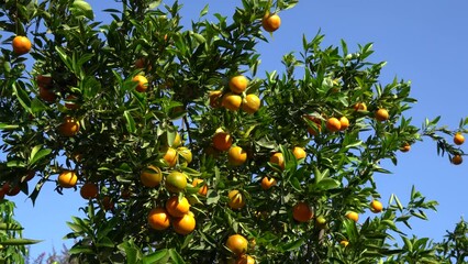 Wall Mural - Clementine plantation during the harvest period