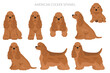 American cocker spaniel all coat colors clipart. All dog breeds infographic
