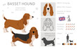 Basset Hound dog clipart. All coat colors set.  Different position. All dog breeds characteristics infographic