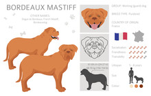 Bordeaux Mastiff Clipart. Different Coat Colors And Poses Set
