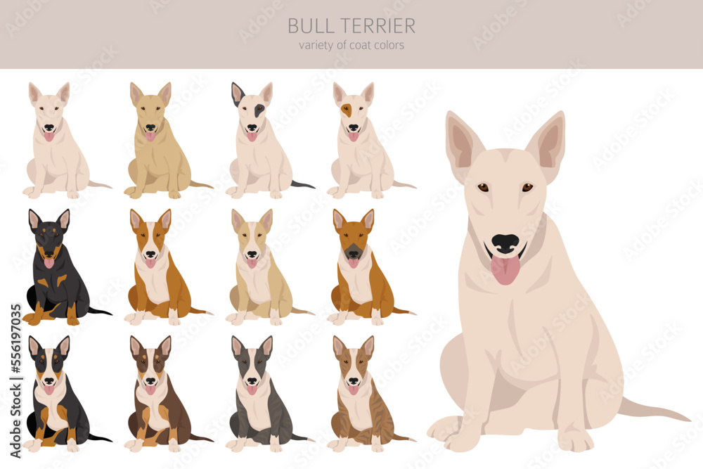 Bull terrier clipart. All coat colors set. Different position. All dog ...