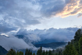 Fototapeta Na ścianę - coniferous mountain forest in the clouds
