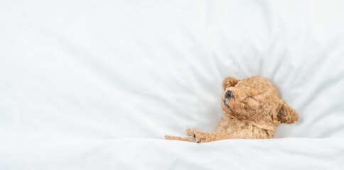 Aufkleber - Newborn Toy Poodle puppy sleeps under  white blanket on a bed at home. Top down view. Empty space for text