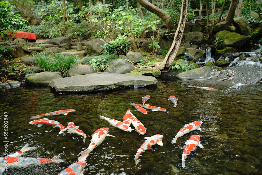 夏の日本庭園の池に鯉と赤い橋♪♪かもの親子 夏の日本庭園の池に鯉と赤い橋♪♪かもの親子