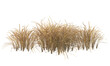 © Poprock3d - Various types of dried plants grass bushes shrub and small plants isolated