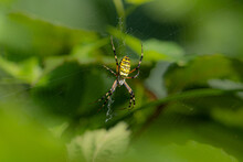 A Yellow Striped Wasp Spider Sitting In Its Spider Web Outside In The Garden Waiting For Prey
