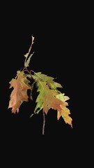 Wall Mural - Time lapse of drying fall colors Acer tree leaves with ALPHA transparency channel isolated on black background, vertical orientation