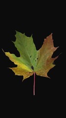 Wall Mural - Time lapse of drying beautiful colorful Maple tree leaf with ALPHA transparency channel isolated on black background, vertical orientation