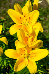 Wall Mural - The flower is a yellow lily among the green grass