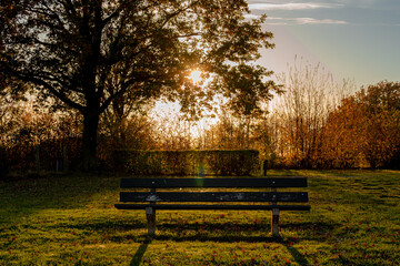 Wall Mural - Selective focus of wooden bench in the park in the evening before sunset, Wooden chair with green grass and warm sunlight, Colourful red orange leaves on the tree in fall, Nature Autumn background.