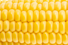 Background Of Yellow Grains Of Young Corn