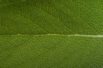 Poster - background green sage leaves closeup