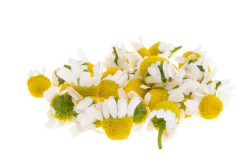 Wall Mural - medical chamomile isolated