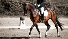 Dressage Horse With Rider At A Trot During The Test, Edited In Two Colors.
