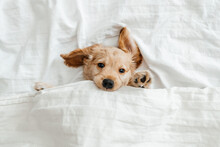 Funny Little Puppy On A White Blanket, Funny Moments Of A Dog