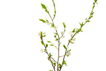 Spring Plum Sprig Isolate For Decoration With White Background