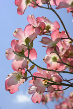 Clusters Of Cornus Or Dogwood Blossoms On A Blue Sky In Springtime