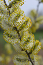 Close Up Of Pussy Willow Catkins On A Somber Day In The Park