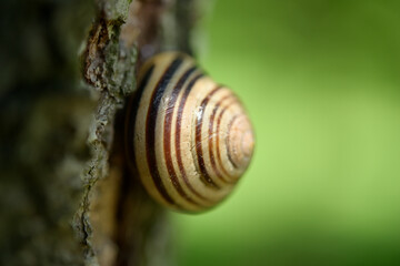 close up of an isolated snail on a tree bark