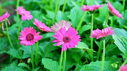 Poster - Pink gerbera flowers in the garden, Chiang Mai Province.