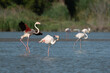 Flying greater flamingo landing in a lagoon