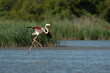 Flying greater flamingo landing in a lagoon