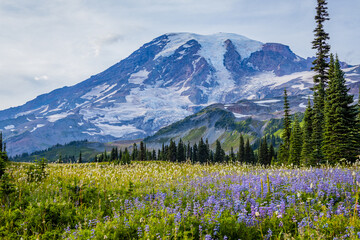 Wall Mural - Amazing flower valley, Paradise area, Mount Rainier, Washington st 