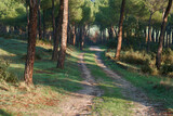 Fototapeta Do pokoju - krajobraz widok drzewa natura las zieleń