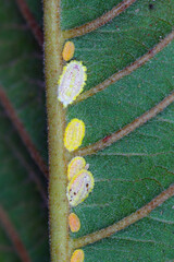 Wall Mural - Seychelles scale, Icerya seychellarum (Hemiptera: Monophlebidae) is the dangerous pest of avocado, mango and citrus trees in the Mediterranean Basin and other warm regions of the world.