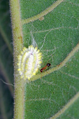 Wall Mural - Seychelles scale, Icerya seychellarum (Hemiptera: Monophlebidae) is the dangerous pest of avocado, mango and citrus trees in the Mediterranean Basin and other warm regions of the world.