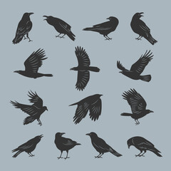 Poster - Crow silhouettes. Flying dark mystical ghotic birds with feathers recent vector illustrations set