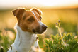 Small Jack Russell terrier sitting on autumn low grass, looking to side, nice blurred back light background. Closeup detail at her head
