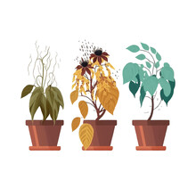 Otted Flower Plant Withering Phases, Life Cycle. Isolated On Background. Cartoon Flat Vector Illustration