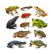 © Zaleman - Set of frogs and toads of different species. Isolated on background. Cartoon flat vector illustration