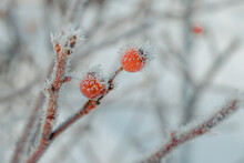Rosehip Leaves And Berries With Ice Crystals.